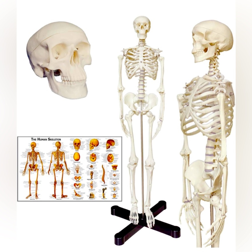 NWT Skeleton model